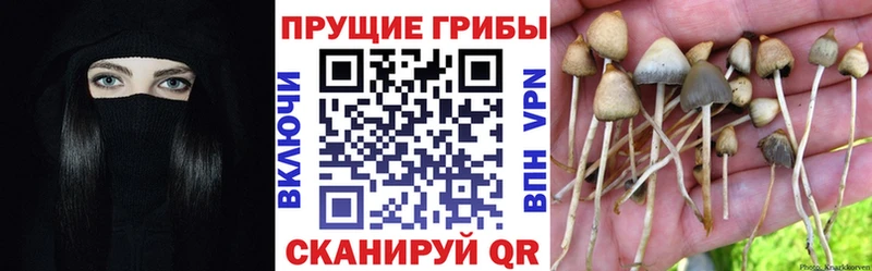 Галлюциногенные грибы MAGIC MUSHROOMS  мега вход  Новотроицк  наркошоп 